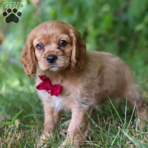 George, Cocker Spaniel Puppy